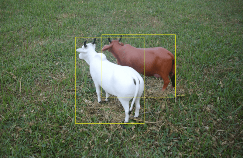 Zebu cows in a pasture